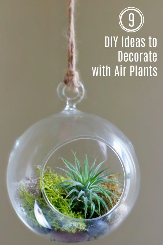 9 NOW Ideas Decorate with Air Plants Make and Takes