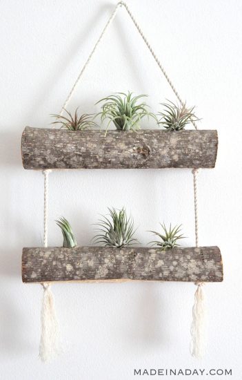 9 NOW Ideas: Decorate with Air Plants - Make and Takes