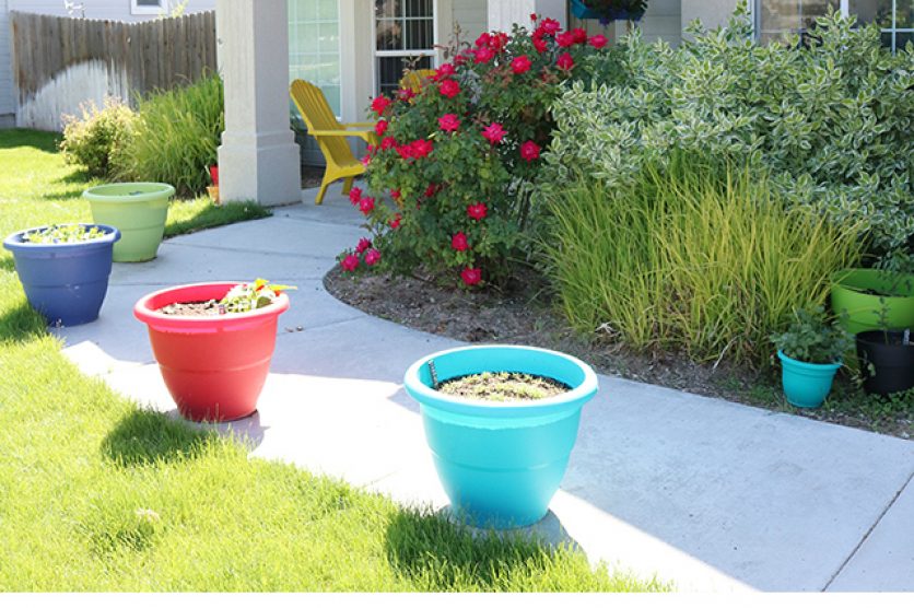 Container Gardening in a Rental Home