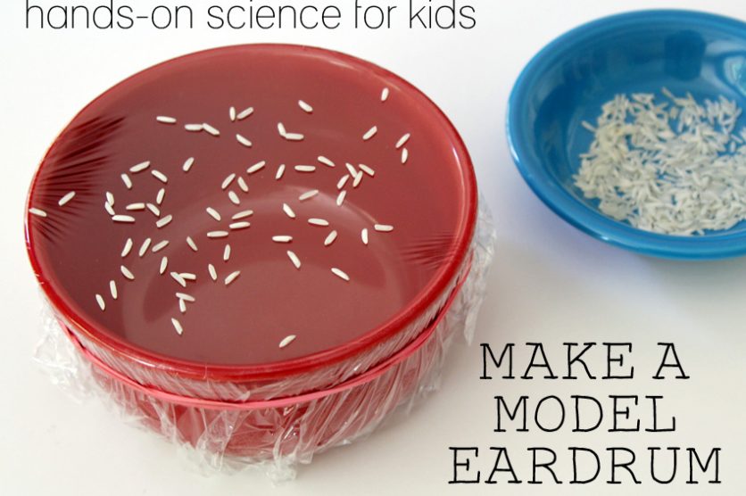 Hands-on science for kids: make a model eardrum