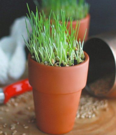 DIY How to Grow Wheatgrass