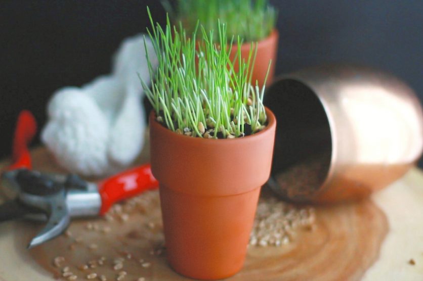 DIY How to Grow Wheatgrass