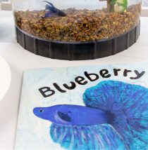 diy pet fish puzzle for kids