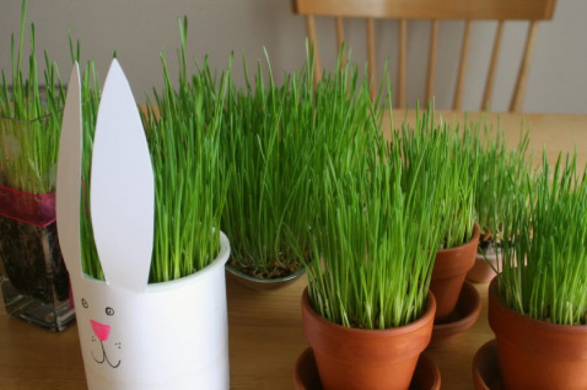 Wheatgrass containers