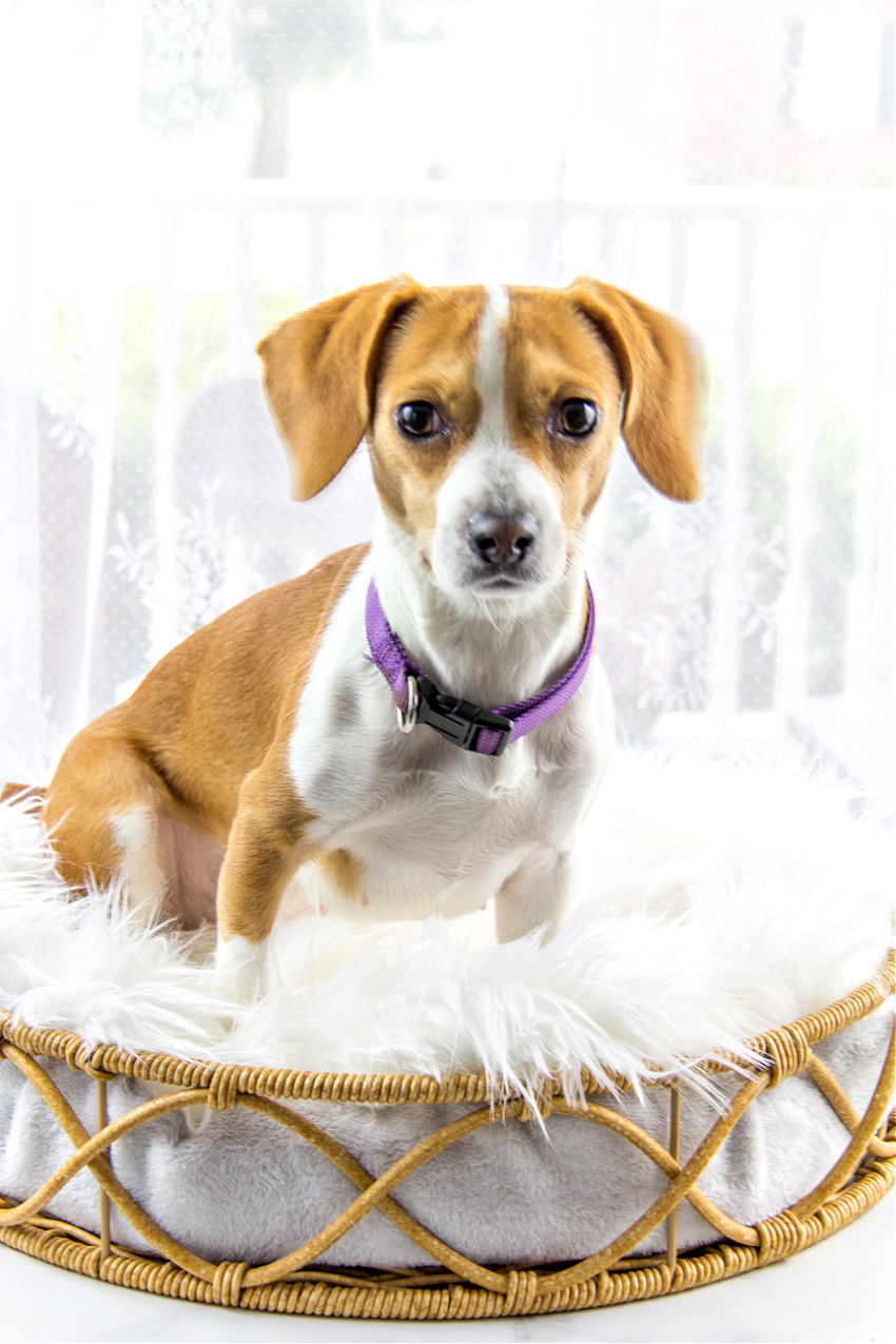 diy dog bed basket with plush fur mattress