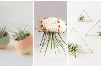 9 Ways to Decorate with Air Plants