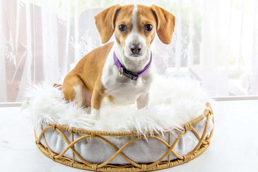a homemade dog bed with plush fabric, fur and foam.