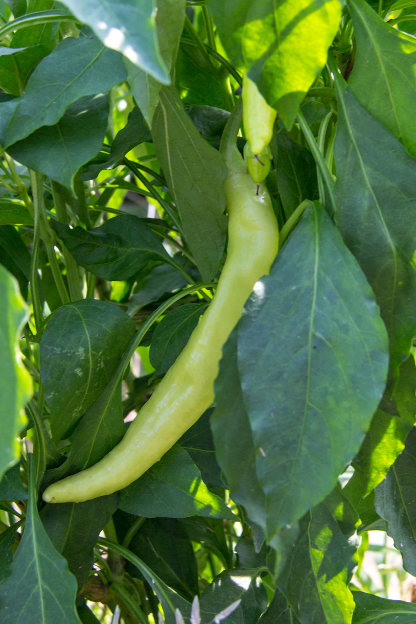 homegrown banana peppers for canning